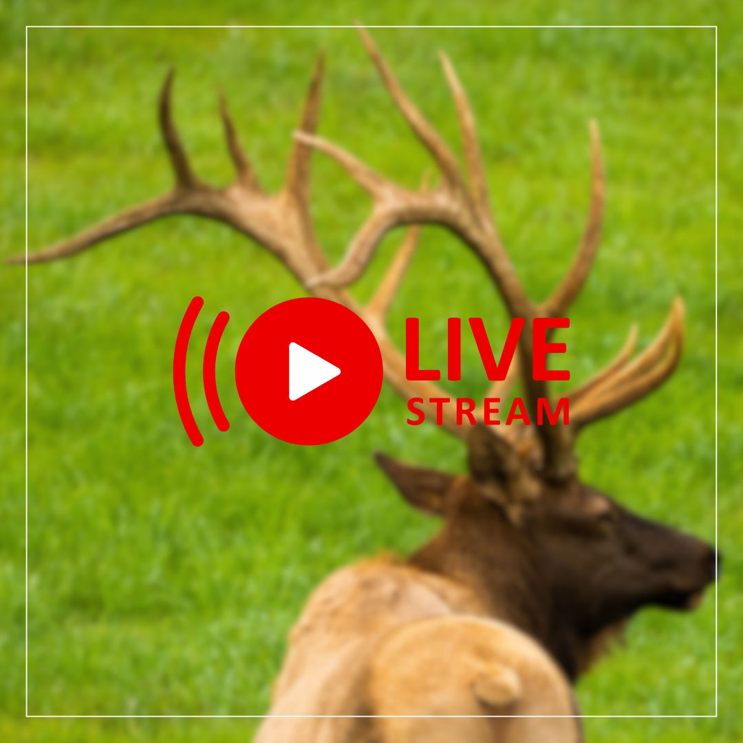 wildlife-cams-game-commission-commonwealth-of-pennsylvania